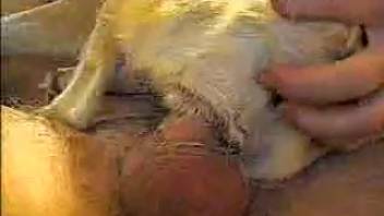 Tiny canine mounts my charming spouse's stiff erection