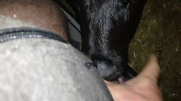 A young calf skillfully licks the man's cock, and it makes him climax.