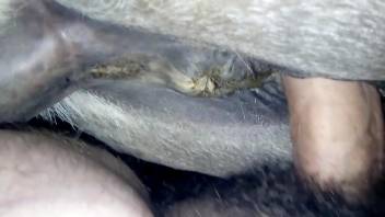 Guys fuck a mare's soaked slit in a close-up fuck scene