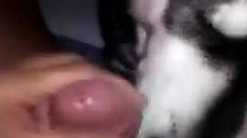 POV oral video in which a dog licks a tiny cock