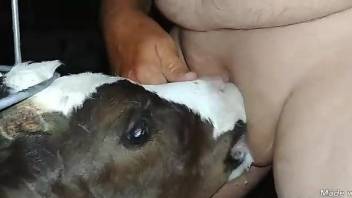 Man loves the baby veal licking his dick like that