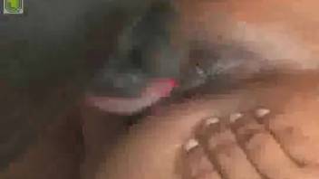 Fit slut screws a massive black dog in the doggy position