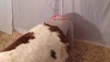 pig