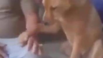 Dude casually stroking a dog's neat-looking cock