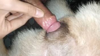 Intense bestiality encounter with a guy deeply screwing his dog