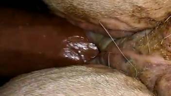 Intimate close-up scenes of a guy deeply penetrating his mare