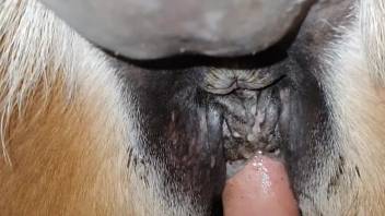 Intimate first-person view sex scene featuring a highly attractive female horse's vagina