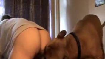Lonely housewife mounted by canine on webcam show