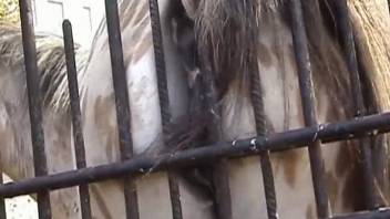 Female horse grinding her insatiable pussy on the metal barrier