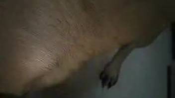 Steamy cunt being forcefully pounded by a super perverted mutt
