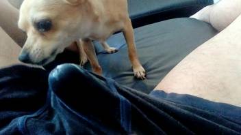 Canine tongues guy's penis while he attempts to masturbate on webcam