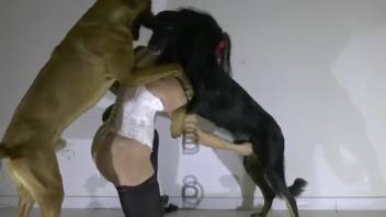 Sexy brunette flaunts the erect penis of a working dog in her mouth