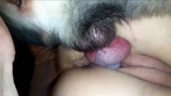 Fishnets-wearing brunette hate-fucked by a black dog