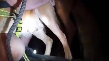 Dog and horse bestiality video with hardcore sex