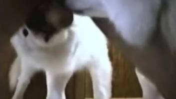Puffy puppy licks man's penis while he jerks off