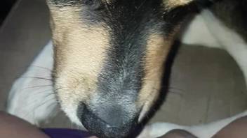Canine tongues guy's dick as he attempts to masturbate