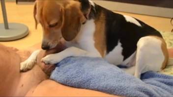 Guy's stiff dick is simply a gnawing plaything for this canine