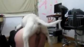 White dog screwing a submissive zoophile beauty