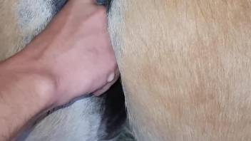 Horny man fist fucks the horse until the animal pees