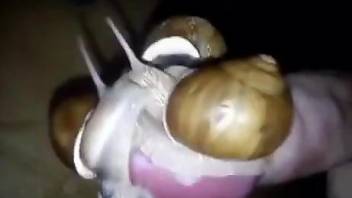 Man puts snails on his erect cock when jerking off