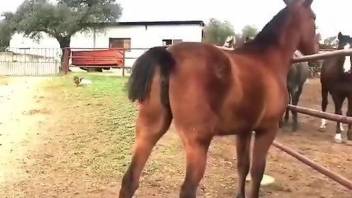 Sexy horses flirting with each other on camera