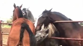Guy salivates at the view of two horses breeding
