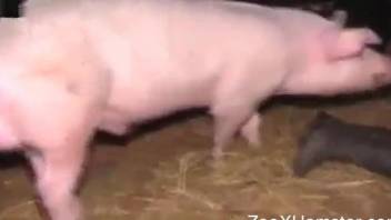 Pink pig with big cock drills a sexy farm girl