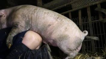 Pig-fucking dude with tormented balls gets sodomized too