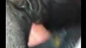 Dude's extra-hard cock penetrating a mare's hole