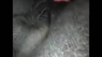 Guy's super stiff dick thrusting into a female horse's opening