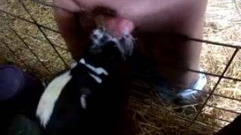Guy's pulsing cock pleasured by a hot bovine vixen