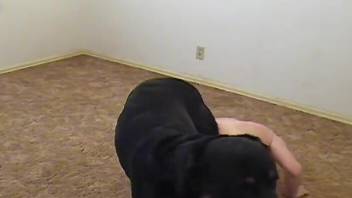 Balding zoophile hottie getting ass-fucked by a dog