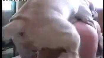 Steamy bestiality clips in amateur footage featuring a lustful spouse