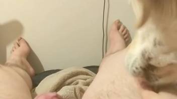 Man ejaculates forcefully and permits the creature to lap up every bit