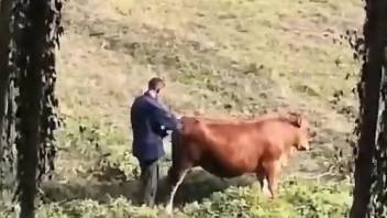 Man filmed in secret when screwing a cow in the ass