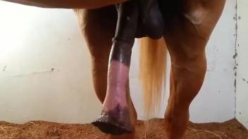 Horse penis spotlighted in a free porno movie
