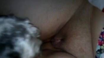 Latina whore masturbates as her dog licks her pussy