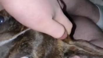 Canine tongues guy's dick and slurps cum following self-pleasure
