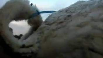 Guy harshly screws fluffy beast on the ranch in exclusive webcam footage