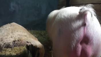 Black stockings blonde getting fucked by a pig