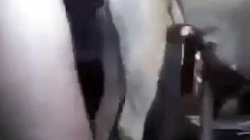 Guy thrusts his massive cock into a female dog's adorable vagina