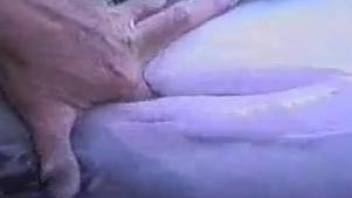 Man loves filming when finger fucking animal vagina