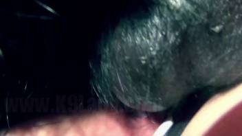 Voluptuous lady savors abundant canine penis in her petite orifices