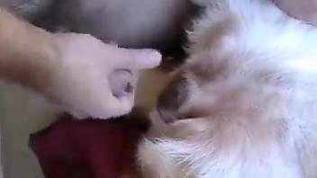 Dude puts his pretty penis in a dog's greedy mouth