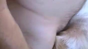 Attractive dude slides his dick into a canine's wet cunt opening