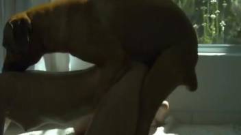 Oily pussy getting screwed by an assertive dog