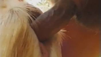 Aroused guy bangs a goat beside his wife who also desires a piece of the action