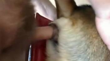Special treat for this naked man when finally fucking his dog