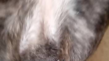 Pulsing bestiality dick ravaging a canine's narrow rear