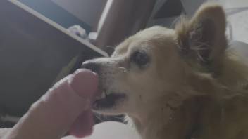Fluffy pooch laps at his master's cock as the dude jerks off on webcam